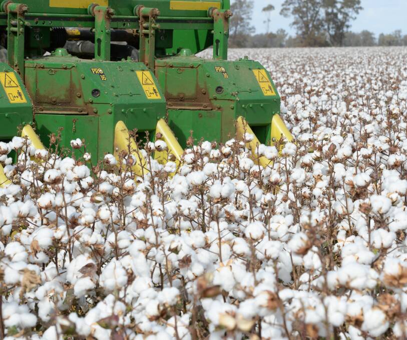 CONCERNING: Cotton growers are worried about the backpacker tax.