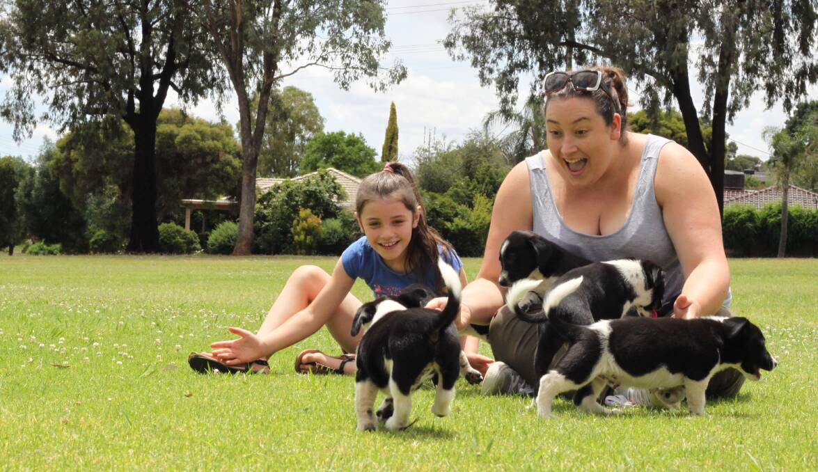 FUN: Jess Weir from Riverina and District Animal Rescue and her daughter Charlotte, 7, play with five border collie puppies that were given up for adoption.